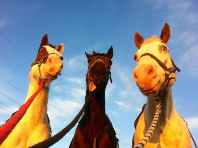 Прогнать мандавошек? ЛЕГКО!