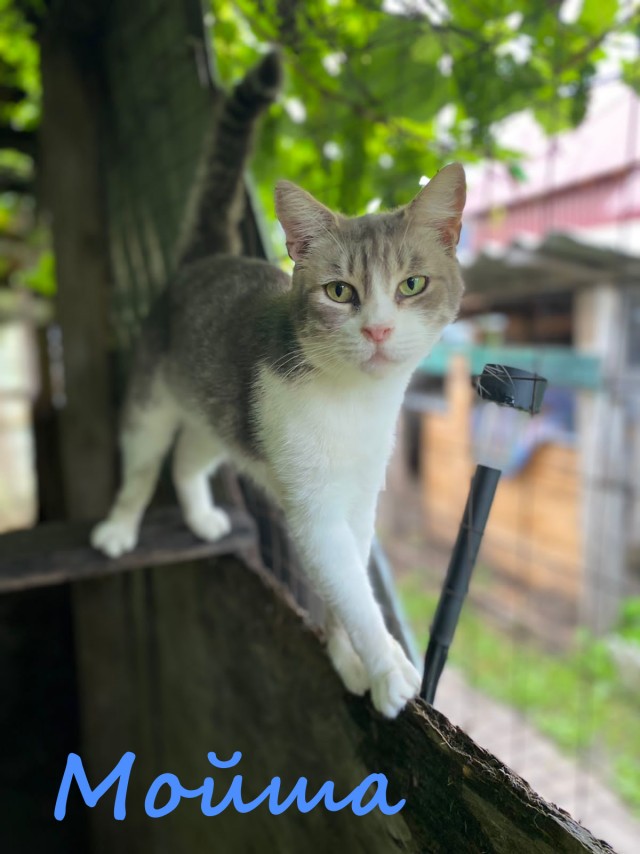 Жизнь домашнего приюта "Котоленд" 396