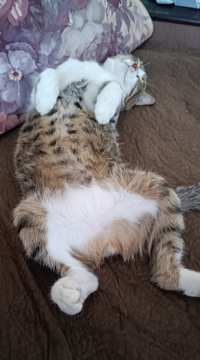 Позы для сна у кошек - что они означают?