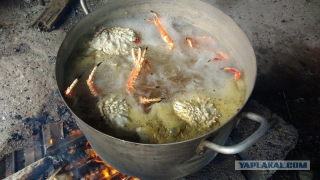 Я никогда не ел мясо краба