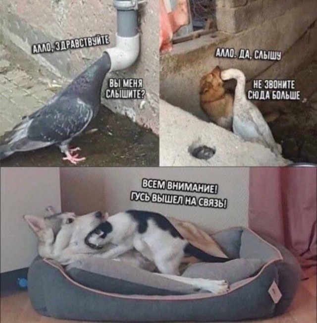 Никакие картинки