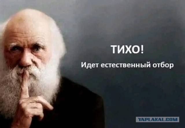 Кандидаты на премию Дарвина (Осторожно звук!!)
