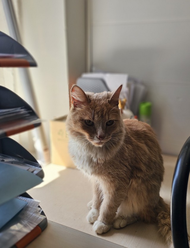 Котовторник
