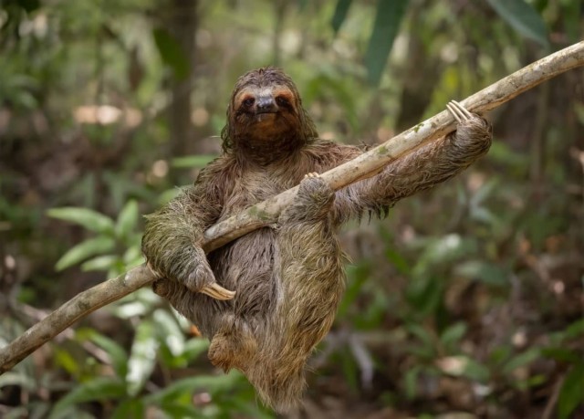Опубликованы самые смешные работы премии Nikon Comedy Wildlife Awards