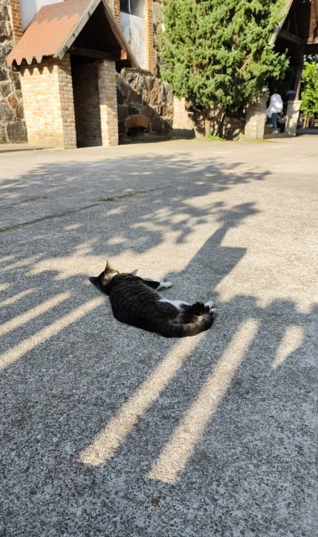 С Котовторником!