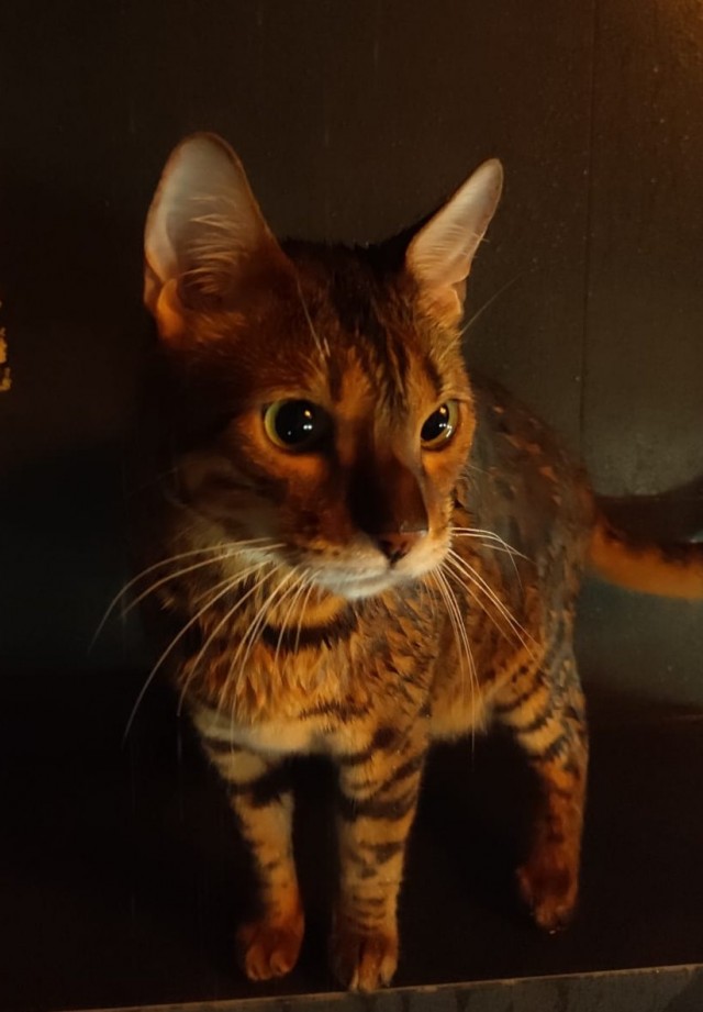 С Котовторником!