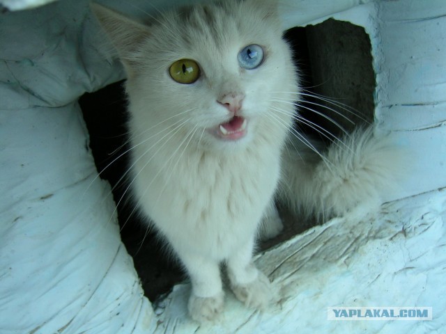 Котовторник 04.06.2013