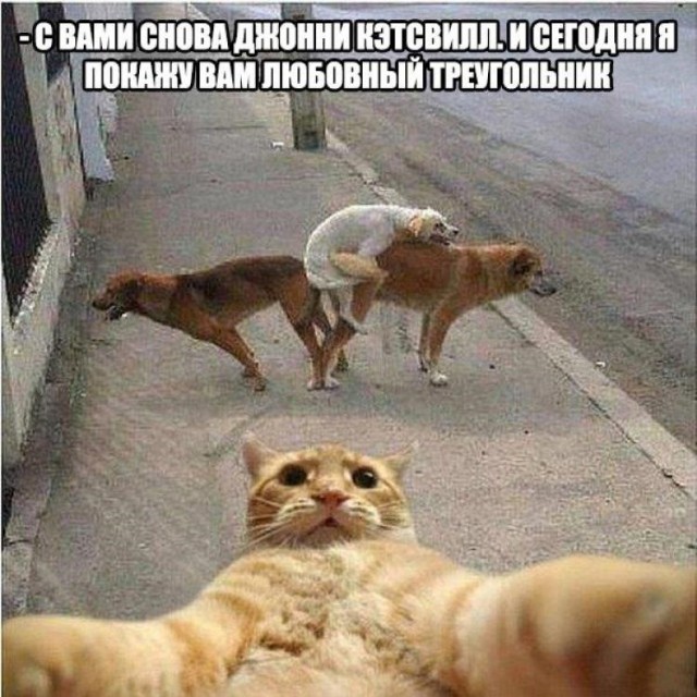 Собака по имени Лёля
