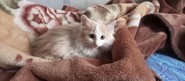 Вопрос по кошечке.