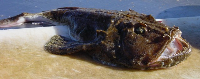 Тот самый морской чёрт, которого все так боятся