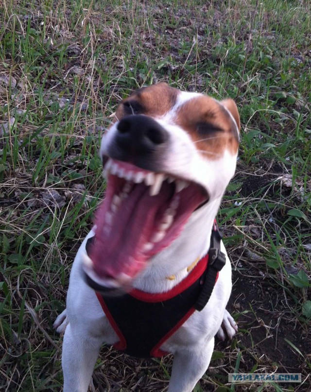 10 самых агрессивных пород собак