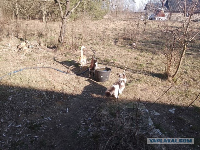Жизнь домашнего приюта для котеек 536