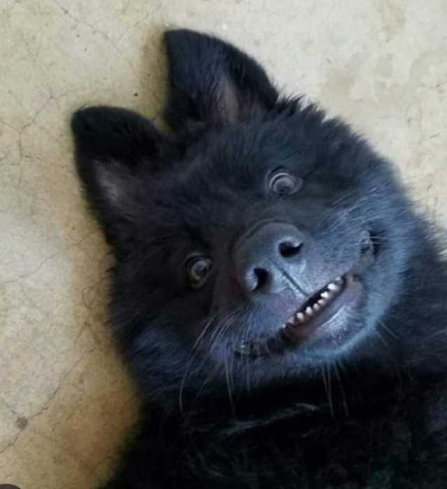 Влюбленный бес