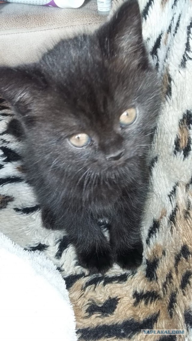 Минус один бродяга