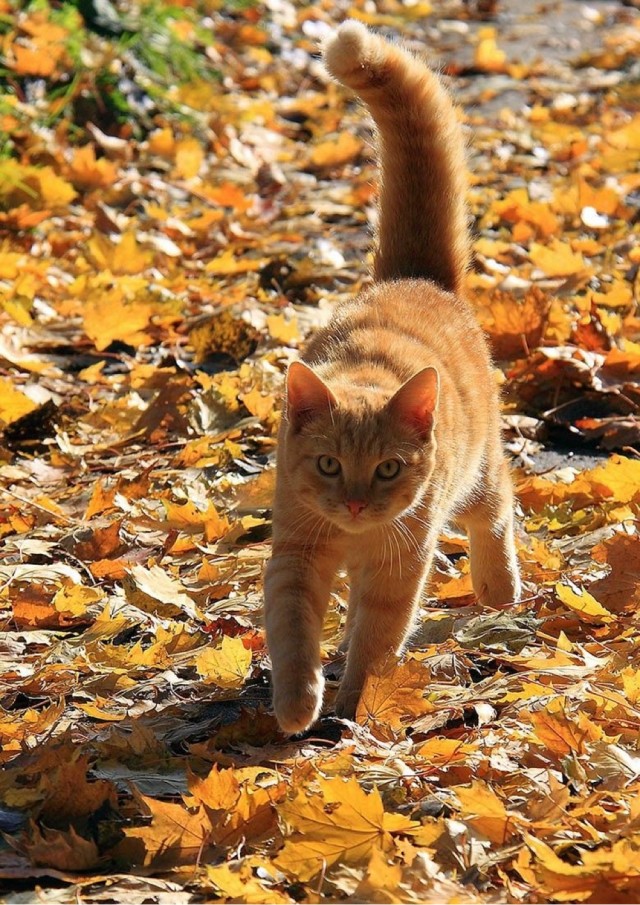 Осенний кот