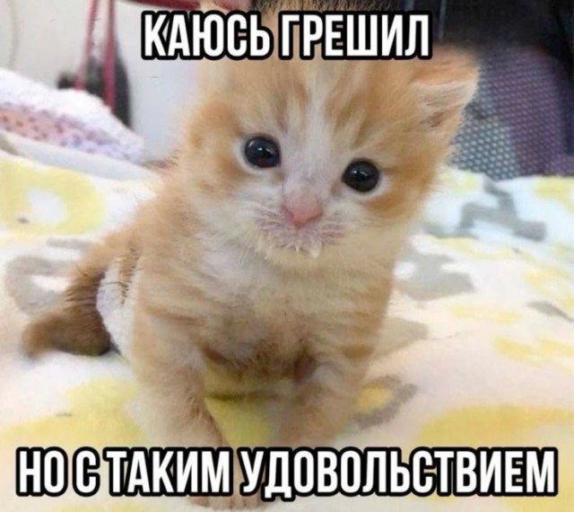 Усатый сладкоежка