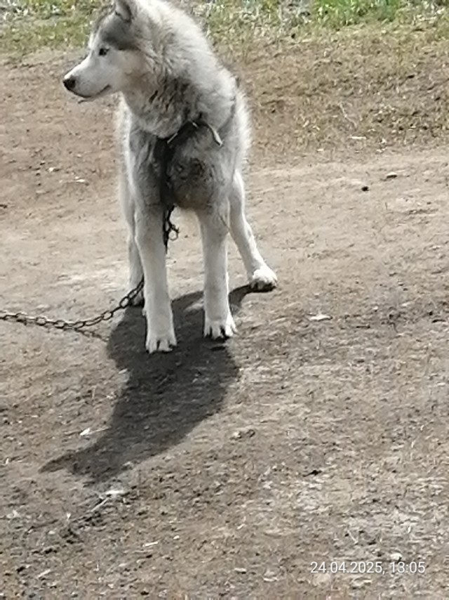 Самоед во всей красе