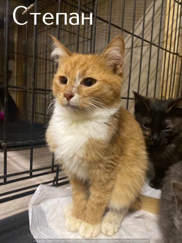 Жизнь домашнего приюта "Котоленд" 520