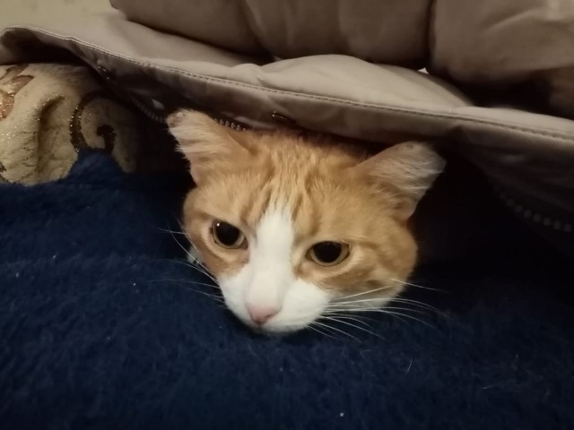 К котовторнику. Наш любимый плед.