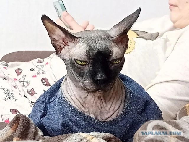 В защиту кошек породы Сфинкс канадский...