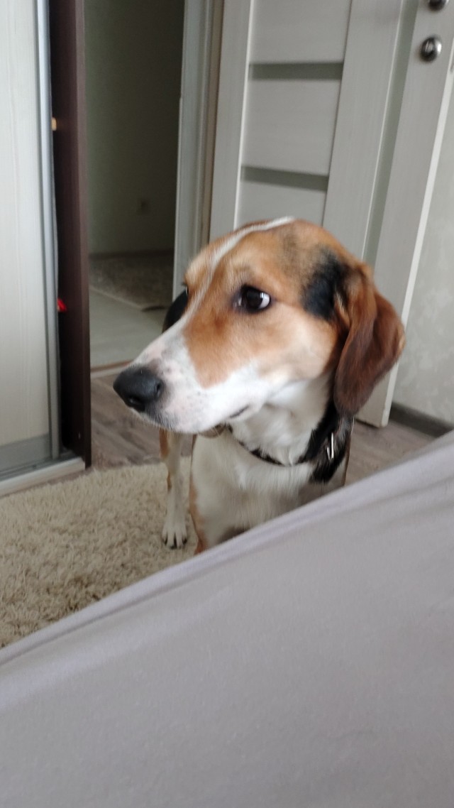 Давай купим собачку