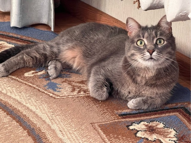 К котовторнику