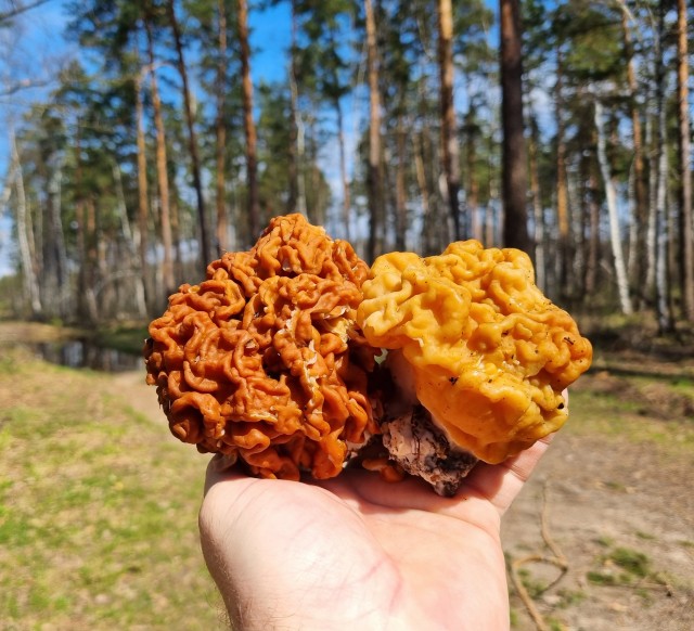 Строчки.