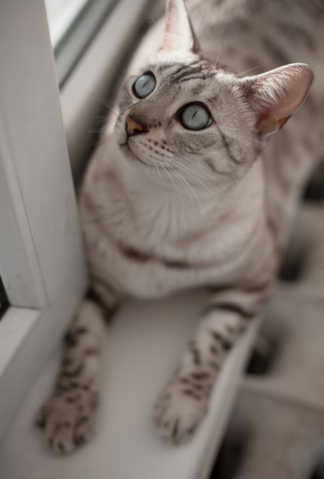 О бенгальских котах на наглядном примере