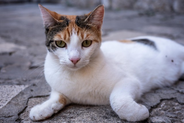 Уличные котэ города Дубровник