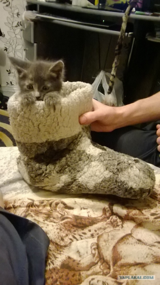 Котовторник  08.04.2014