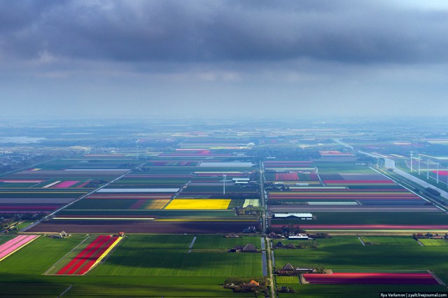 Тюльпаны или "владения нидерландского короля"