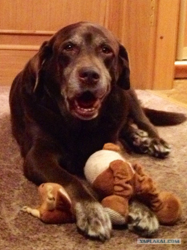 История пса-поводыря, который сам ослеп