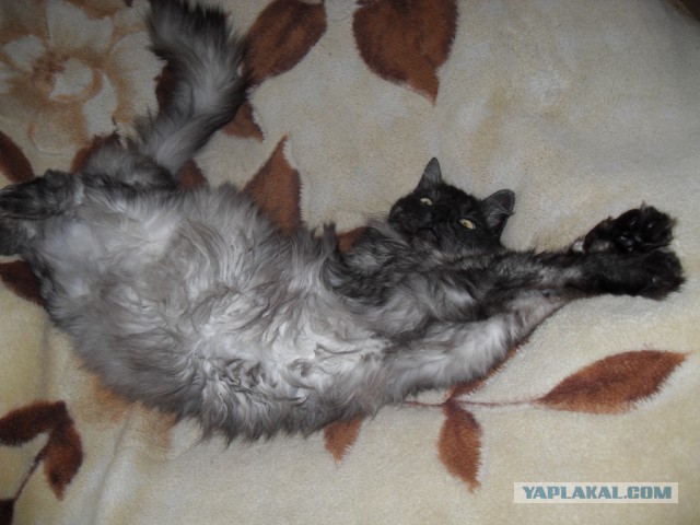 Котовторник  08.07.2014