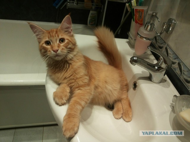 Котовторник 16.09.14