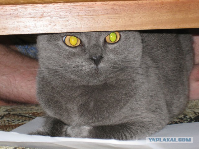 Котовторник 23.09.2014.