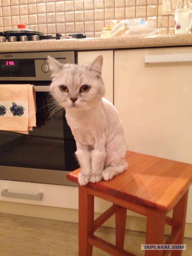 Котовторник 21.10.2014