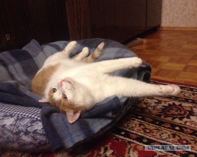 Котовторник 06.01.2015