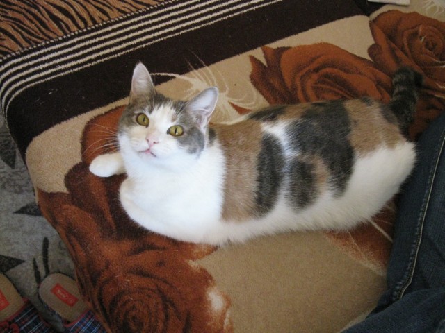 Котовторник.