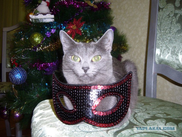 Котовоскресенье