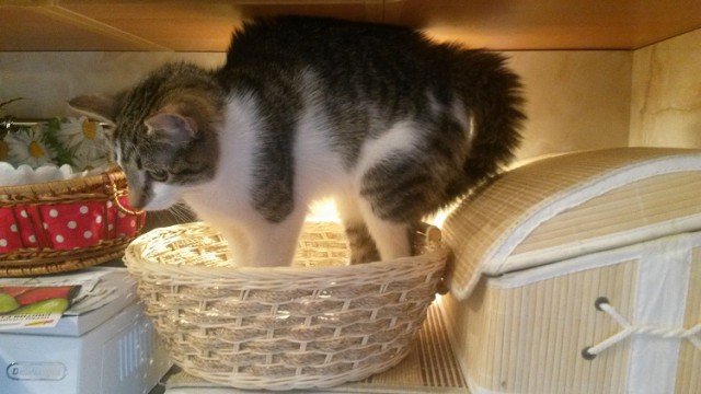 Почему кошки обожают коробки?