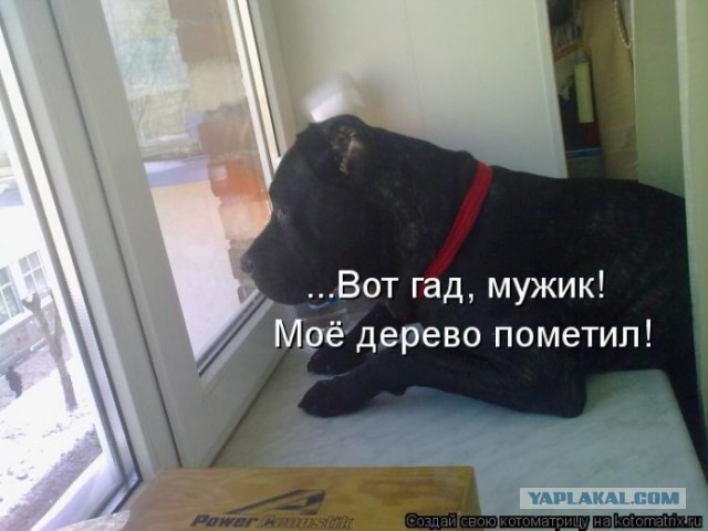 Немного братьев наших меньших! ЧЕТВЕРГ