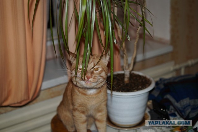 Котовторник 28.04.2015