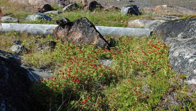 Деревенская Америка
