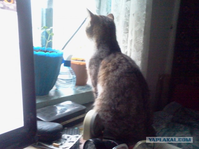 Котовторник   02.06.2015