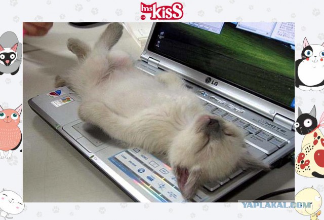 Котовторник однако