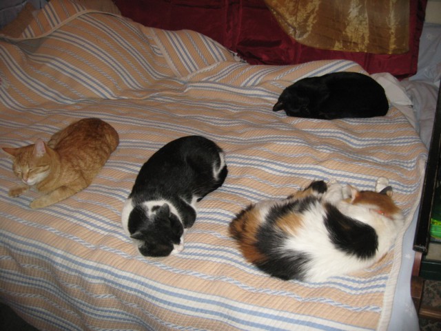 Пост невероятной кошачьей красоты. 25 фот.