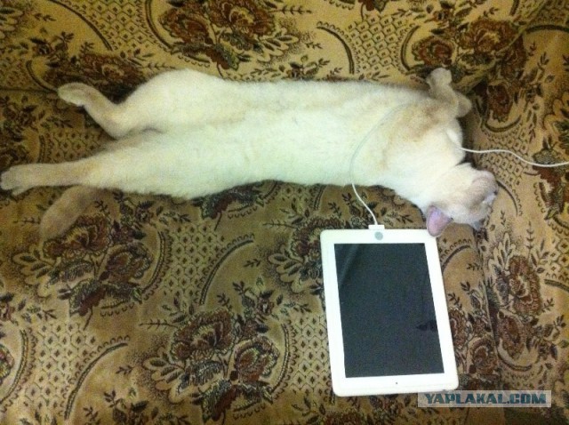 Котовторник 19.01.2016