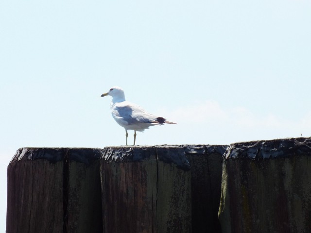 Как я побывал в США. Часть пятая. Заключительная