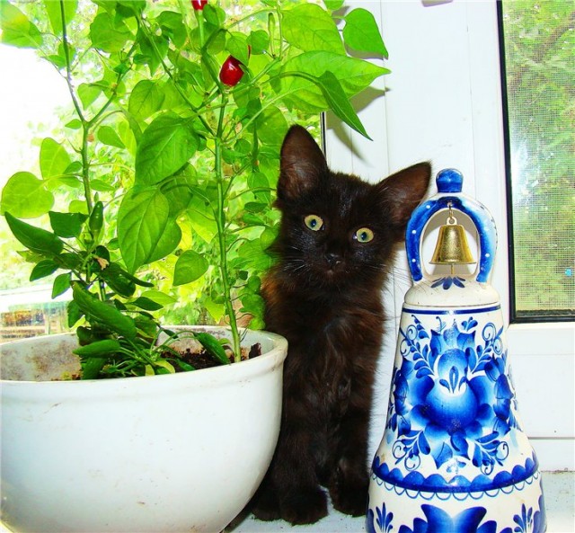 Коты, кошки, котята