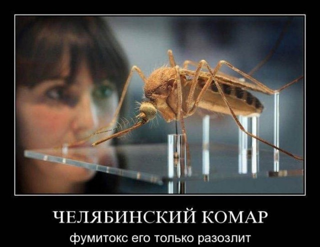 Процесс высасывания крови комаром сняли на видео